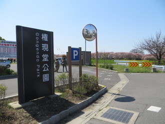 渋滞回避で 権現堂桜堤へ 気ままな散歩