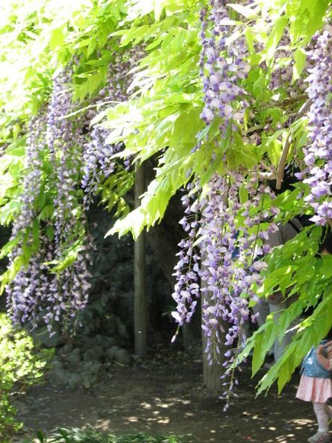 牛島の藤-葉の輝き ／ 埼玉・春日部: 気ままな散歩